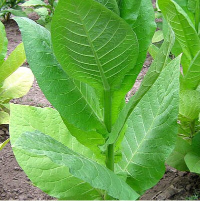 Suitsutubakas Sobolchskii Tobacco